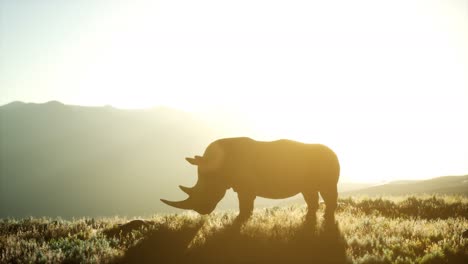 Rhino-standing-in-open-area-during-sunset